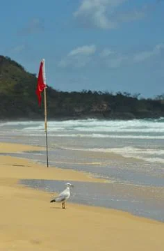 A seagull on a beach, next to a red warning flag. Stock Photos