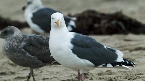 Seagull on the beach by the ocean Stock Footage 47909861