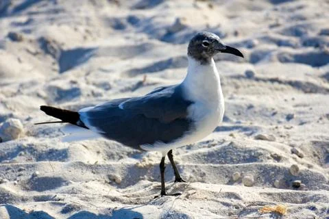 Seagull on the Beach Stock Photos