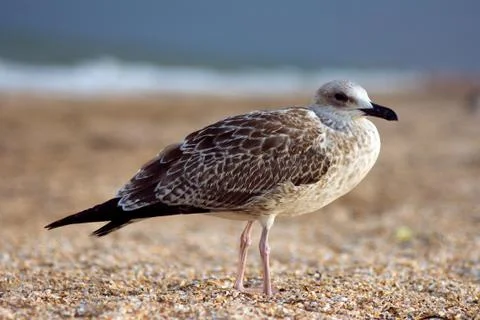 Seagull on the beach Stock Photos