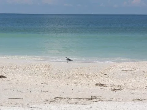 Seagull on a beach Stock Photos