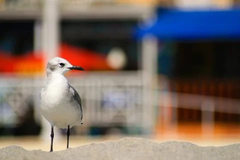 Seagull on the beach Stock Photos