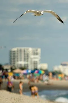 Seagull on beach Stock Photos