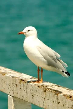 Seagull at the beach Stock Photos