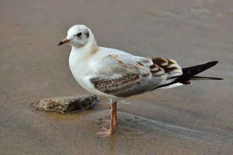 Seagull on the beach Stock Photos