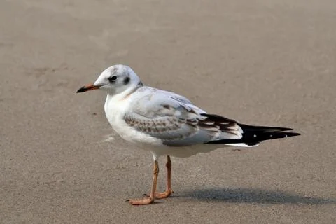 Seagull on the beach Stock Photos