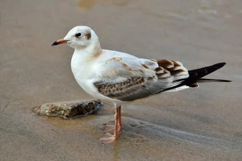 Seagull on the beach Stock Photos