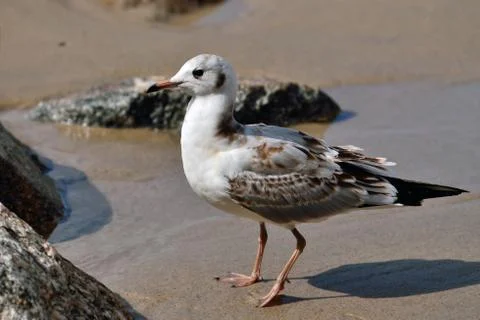 Seagull on the beach Stock Photos