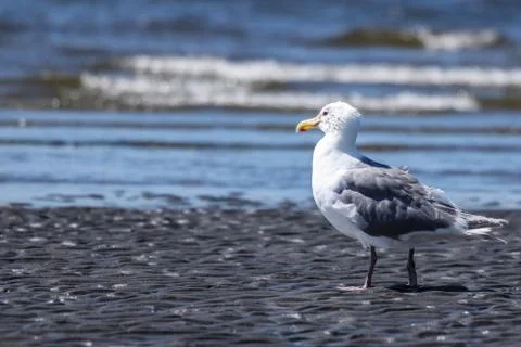 Seagull on Beach Stock Photos