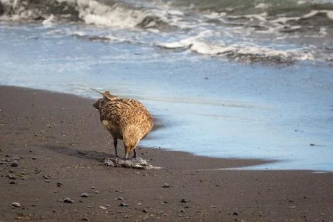 Seagull on the beach Stock Photos