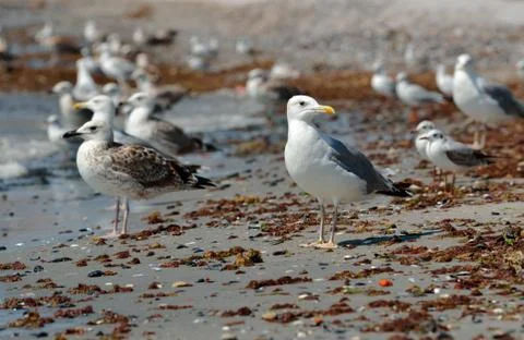 Seagull on the beach Stock Photos