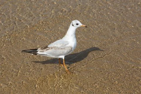 Seagull on the beach Stock Photos