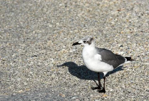 Seagull on Beach Stock Photos