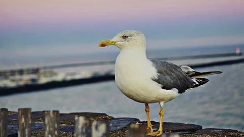 Seagull on the beach Stock Photos