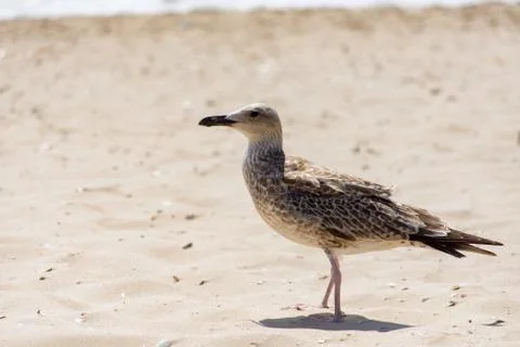 Seagull on the beach Stock-Fotos