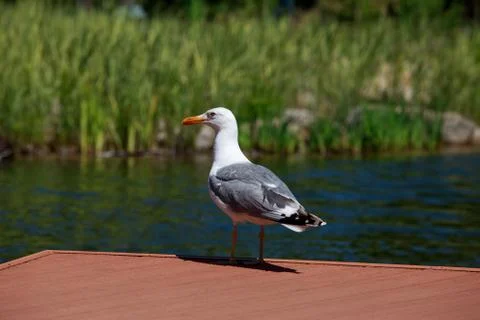 Seagull on the beach 库存照片