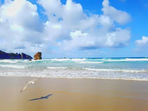 Seagull on the beach Stock Photos