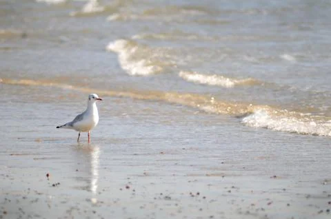 Seagull on beach Stock Photos