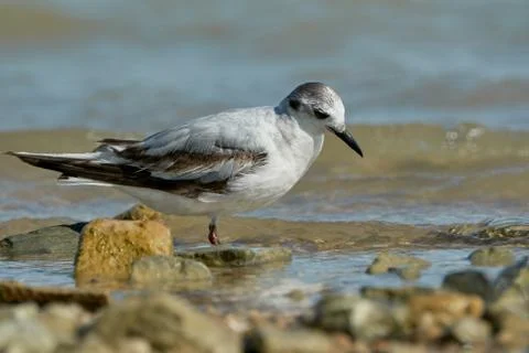 Seagull on the beach Stock Photos