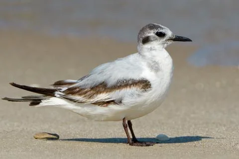 Seagull on the beach Stock Photos