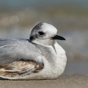 Seagull on the beach Stock Photos