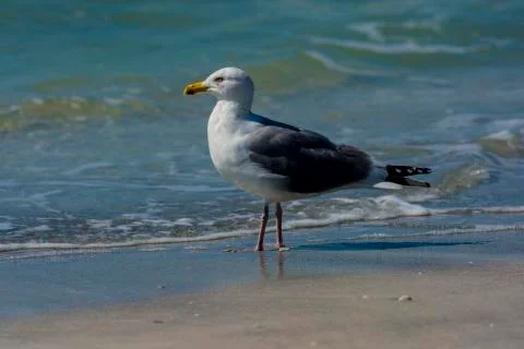 Seagull at beach Fotos Stock