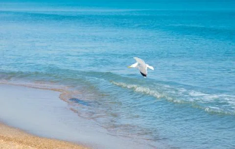 Seagull on the beach Foto stock
