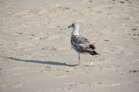 Seagull on the beach Stock Photos