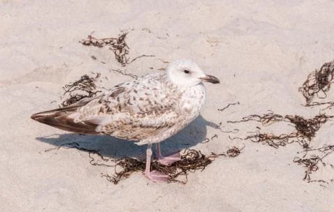 Seagull at the Beach Stock Photos