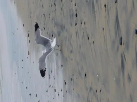 Seagull on beach Stock Photos