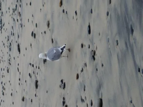 Seagull on beach Stock Photos