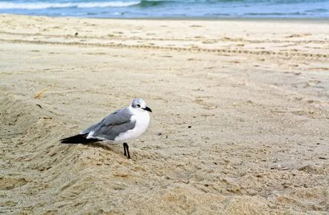 Seagull on the beach Stock Photos