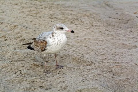 Seagull on the beach Stock Photos
