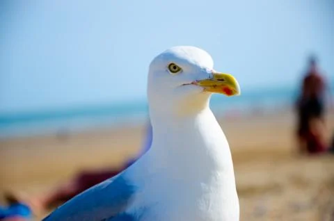 Seagull on the beach Stock Photos