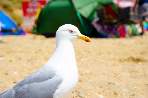 Seagull on the beach Stock Photos