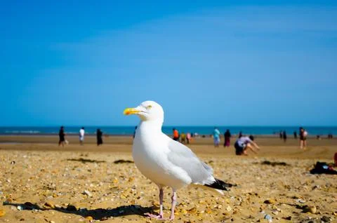 Seagull on the beach Stock Photos
