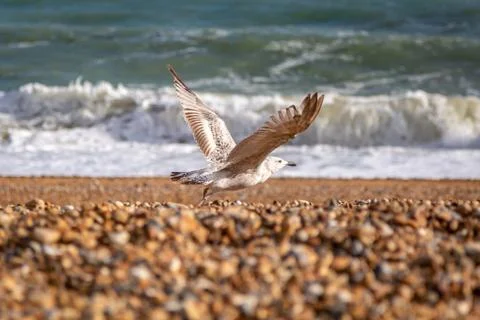 A Seagull on a Beach Stock Photos