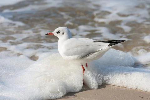Seagull on the beach Foto stock