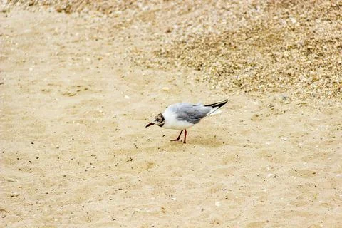 Seagull on the beach Stock Photos