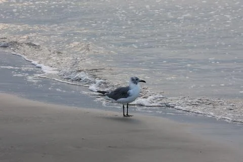 Seagull on the beach 스톡 사진