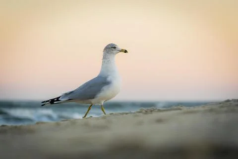 Seagull on the beach Stock Photos