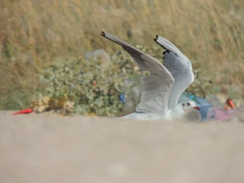 Seagull on the beach Stock Photos