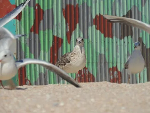 Seagull on the beach Stock Photos