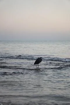 Seagull on the beach Stock Photos