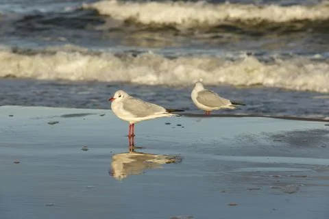 Seagull on the beach Stock Photos