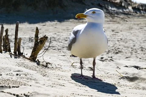 Seagull at the beach Stock Photos
