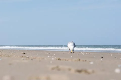 Seagull on the beach Stock Photos