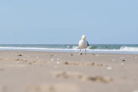 Seagull on the beach Stock Photos
