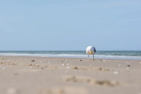 Seagull on the beach Stock Photos