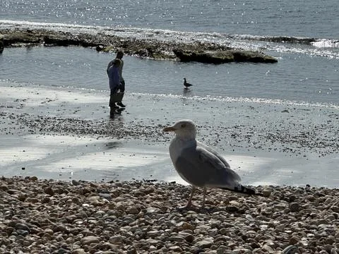 Seagull on the beach Stock Photos